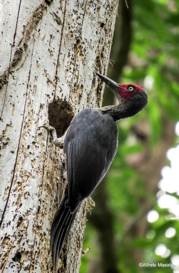 Tangkoko Ranger Homestay 비퉁 외부 사진
