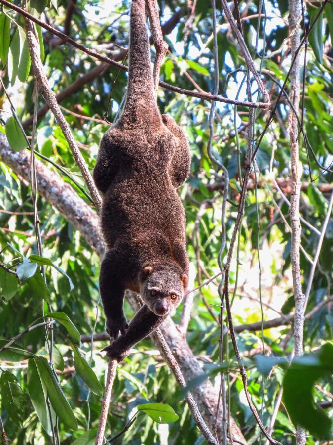 Tangkoko Ranger Homestay 비퉁 외부 사진