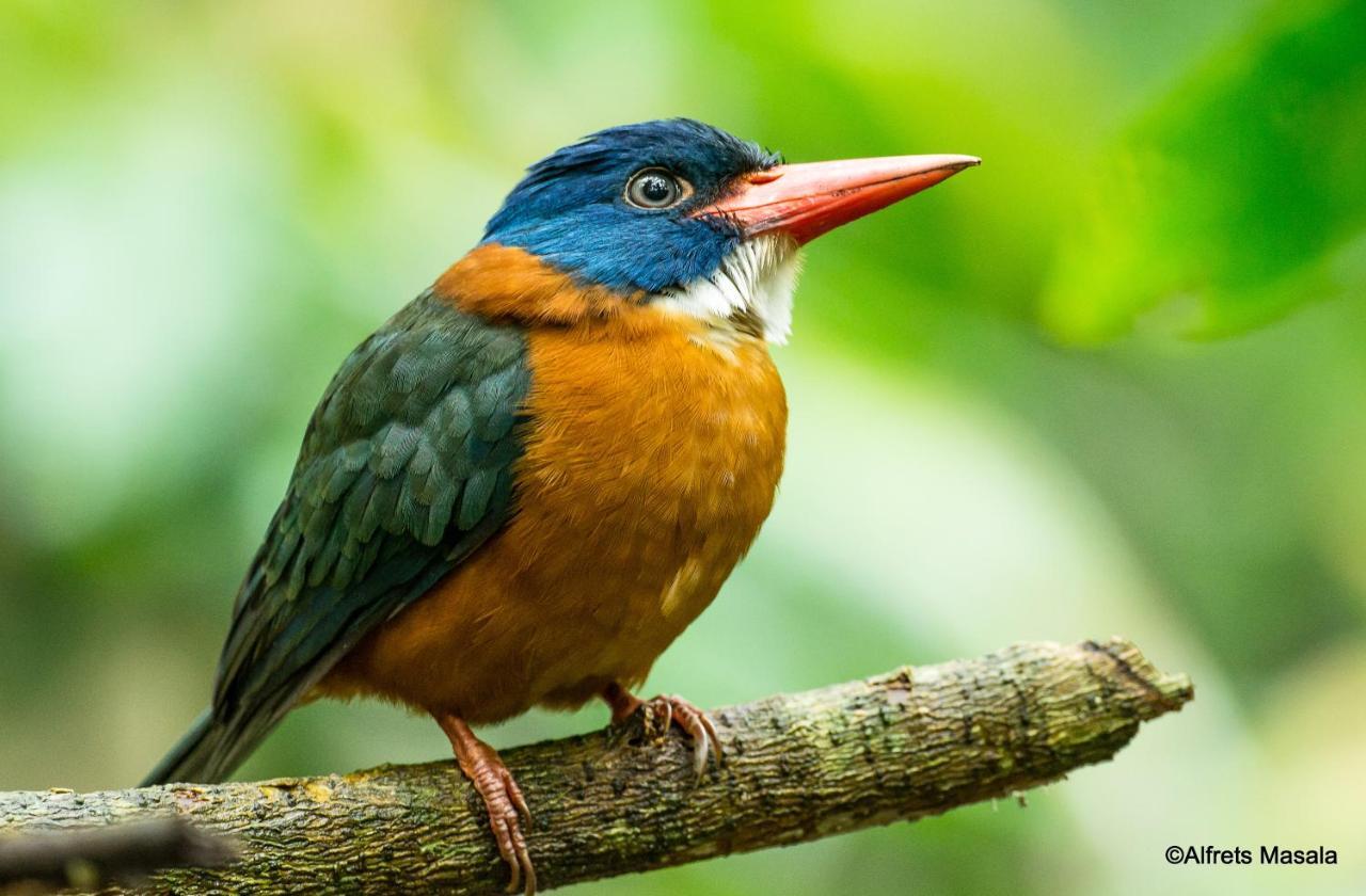 Tangkoko Ranger Homestay 비퉁 외부 사진
