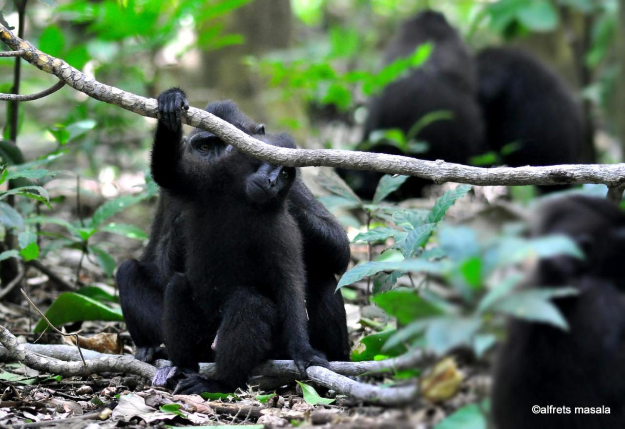 Tangkoko Ranger Homestay 비퉁 외부 사진